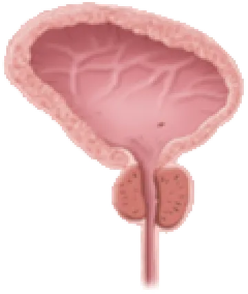 Normal Prostat Görünümü
